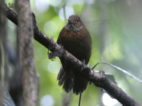 Image of Scaly-throated Leaftosser