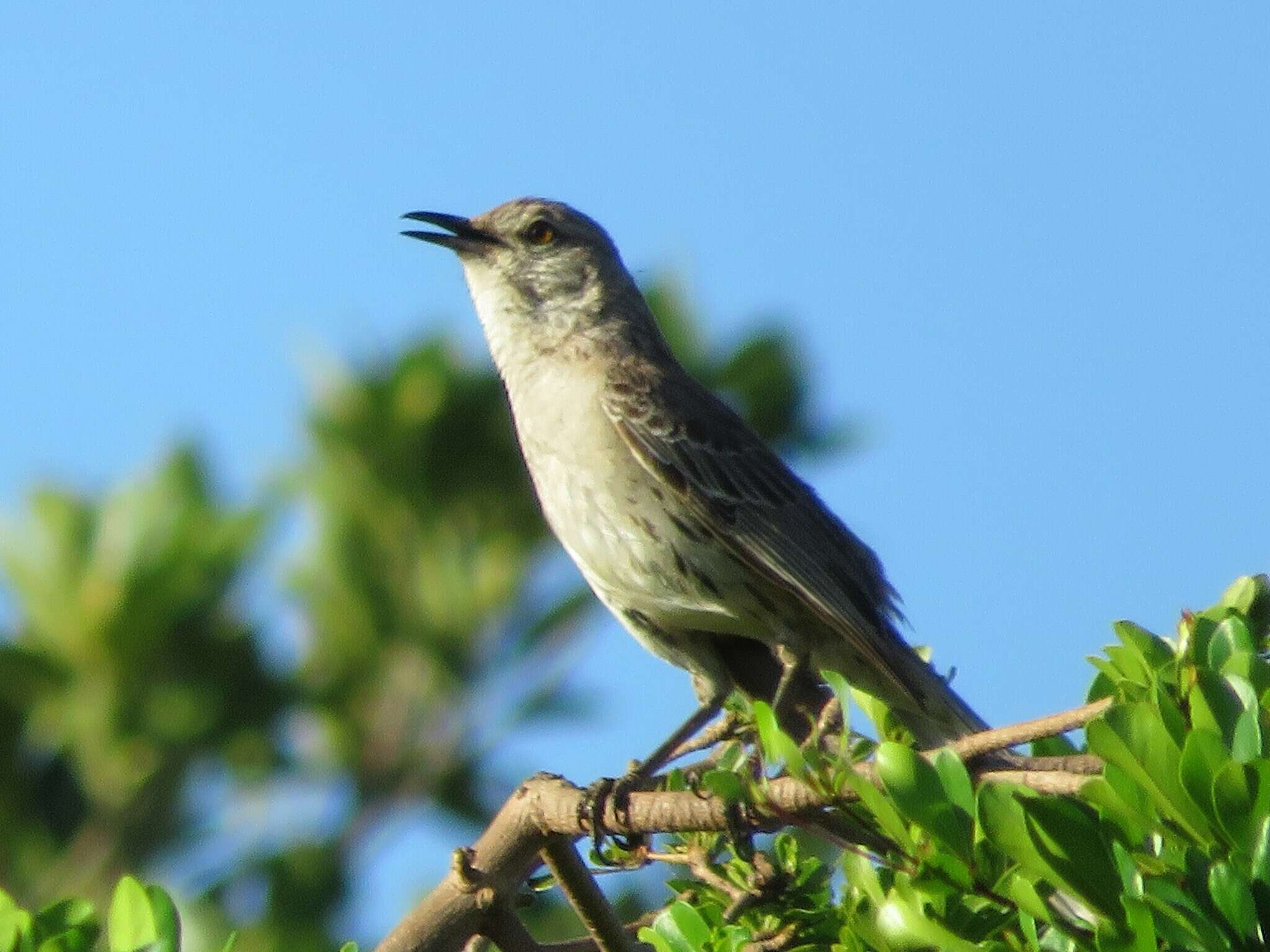 Image of Bahama Mockingbird