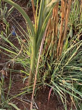 Image of Hypoxis rigidula var. rigidula