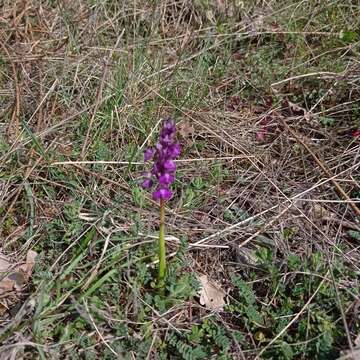 Image of Anacamptis morio subsp. morio