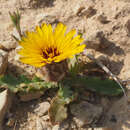 Image of False sowthistle