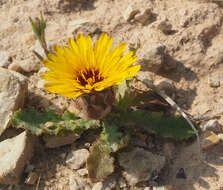 Image of False sowthistle