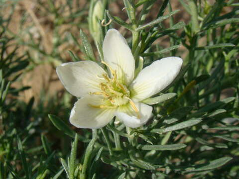 Image of harmal peganum