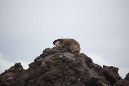 Image of Black-capped Marmot