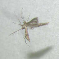 Image of Lantana plume moth