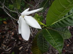 Gardenia aubryi Vieill. resmi