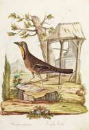 Image of Macronyx Swainson 1827