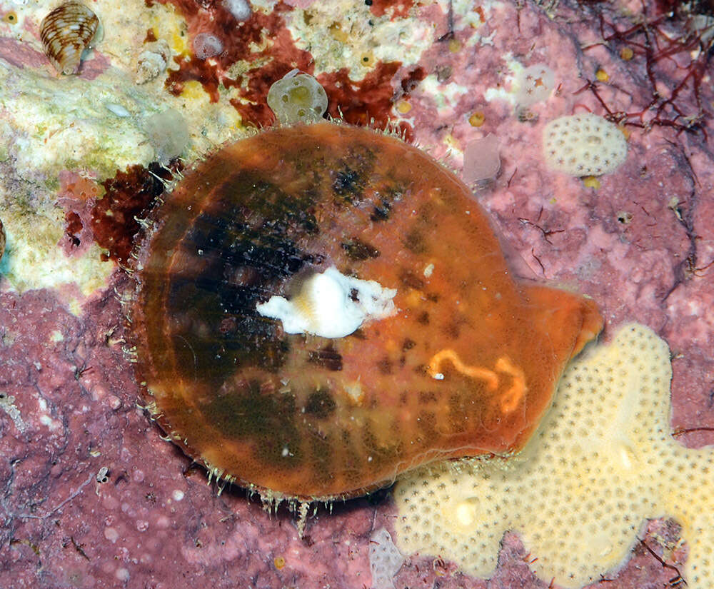 Image of squamose scallop