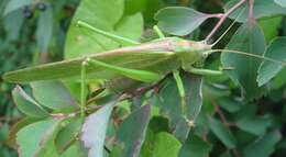 Image of Great green bushcricket