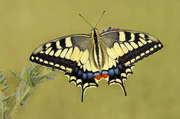 Image of Old World Swallowtail