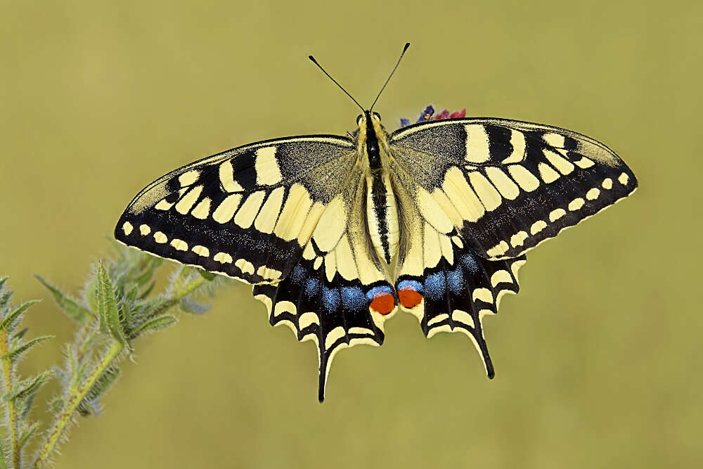 Image of Old World Swallowtail