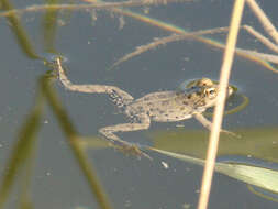 Image of Eurasian Marsh Frog