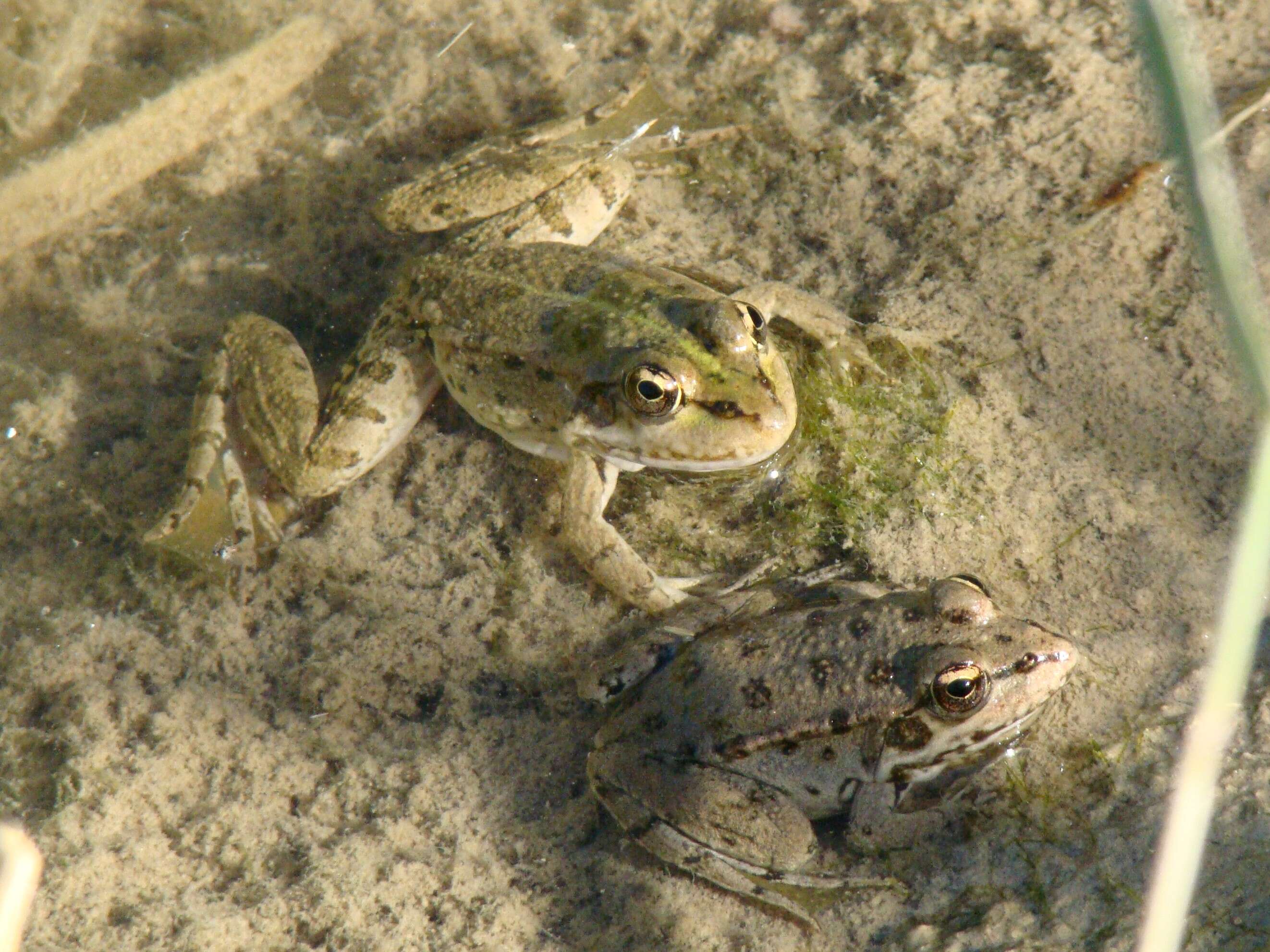 Image of Eurasian Marsh Frog