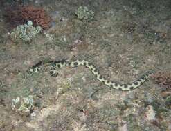 Image of Hawaiian spotted snake eel