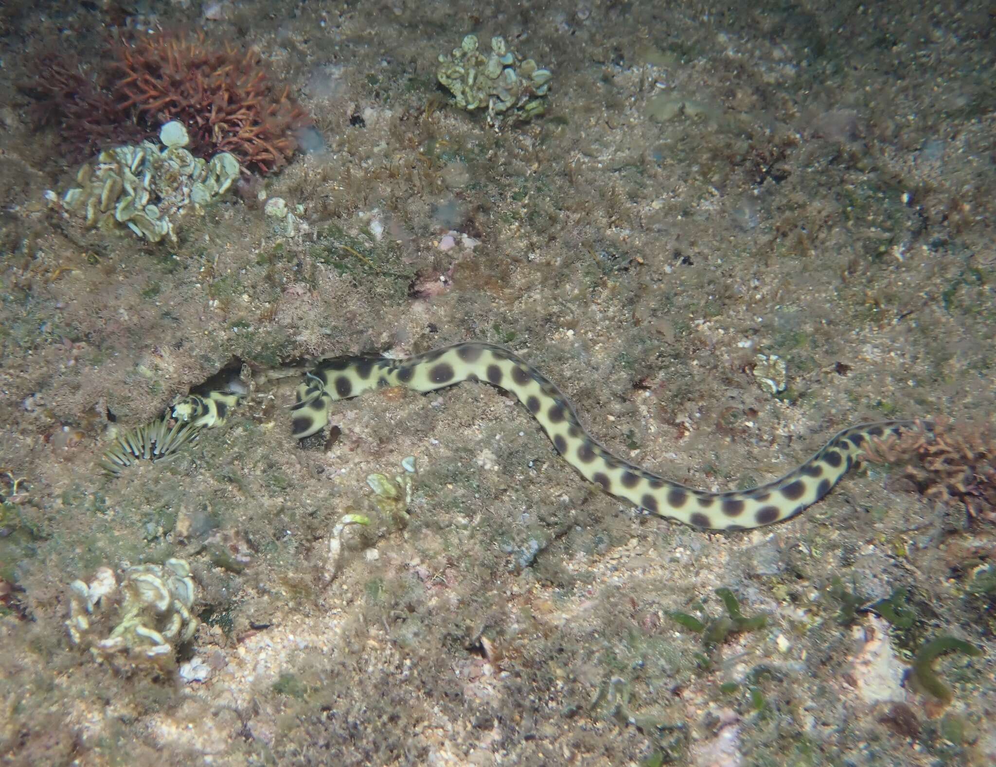 Image of Hawaiian spotted snake eel