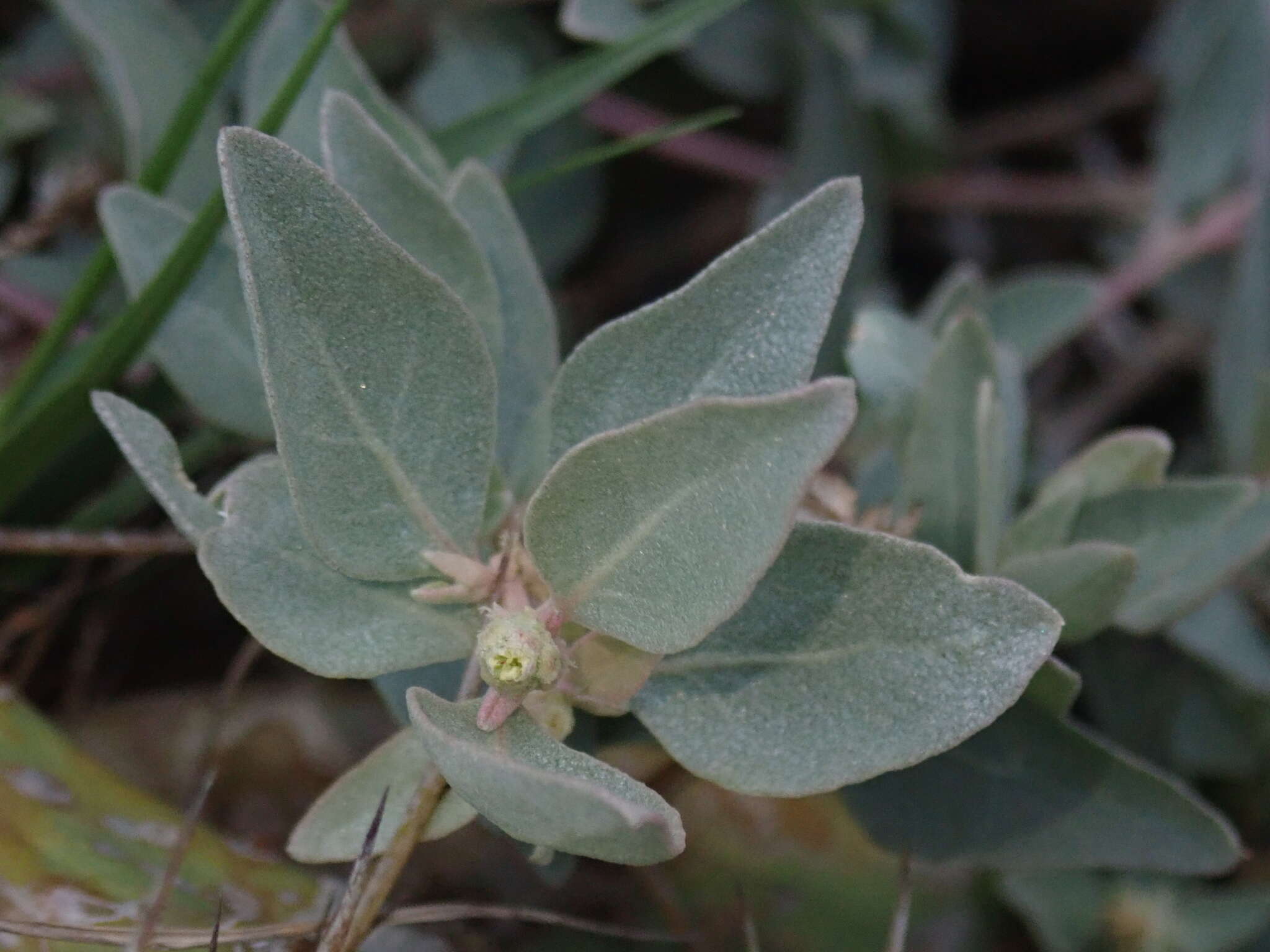 Image of Maximowicz's saltbush