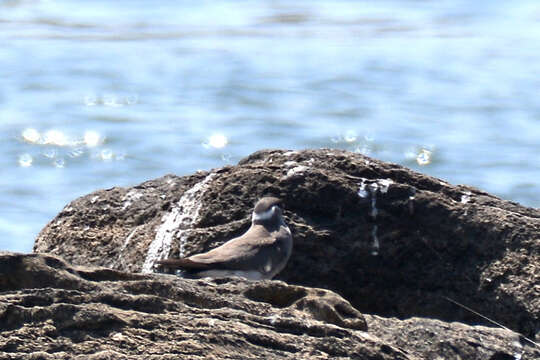 Image of Rock Pratincole