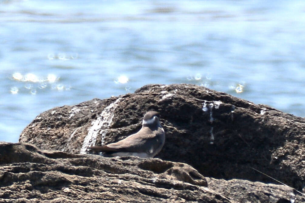 Image of Rock Pratincole