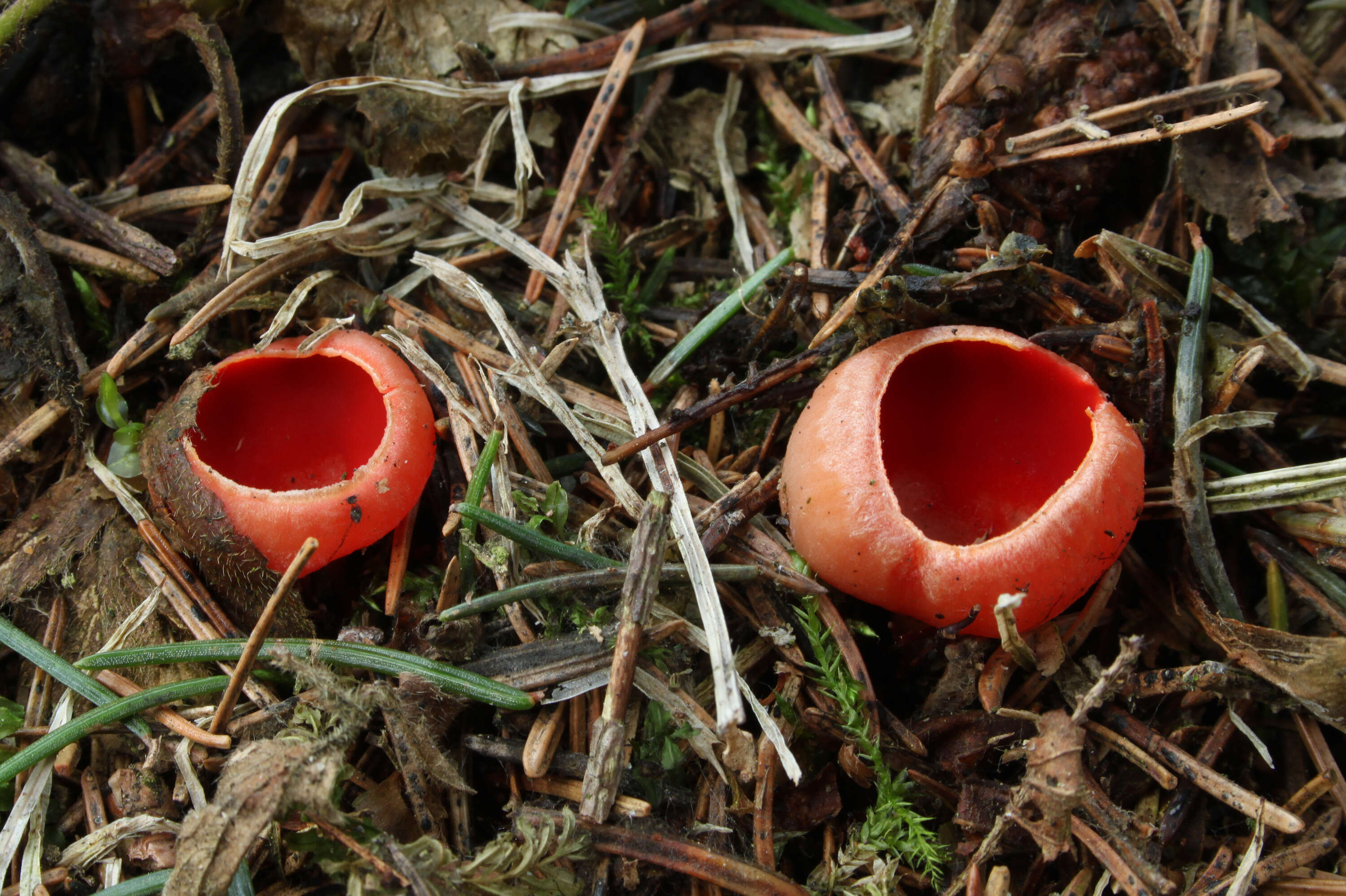 Image of scarlet cup