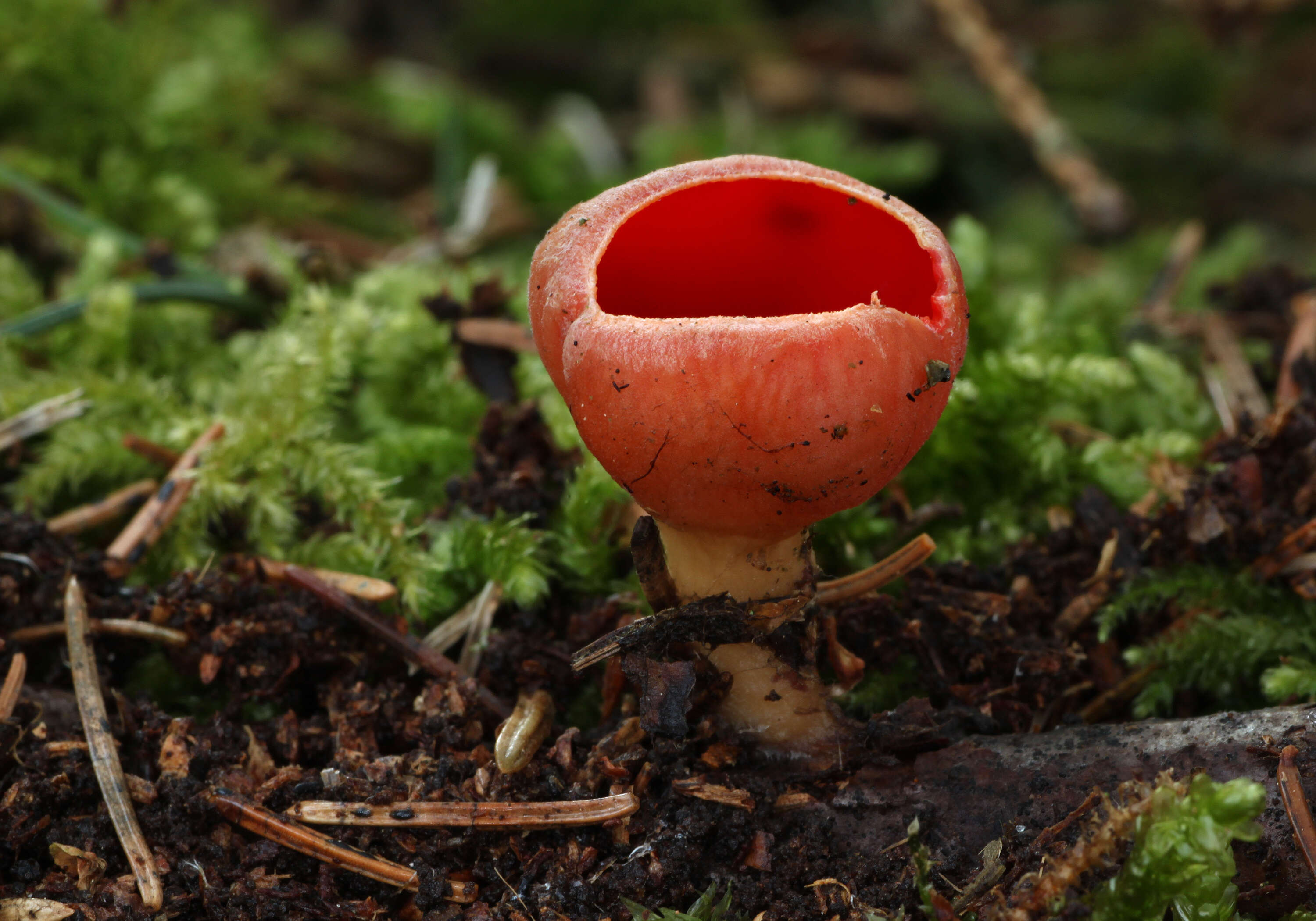 Image of scarlet cup