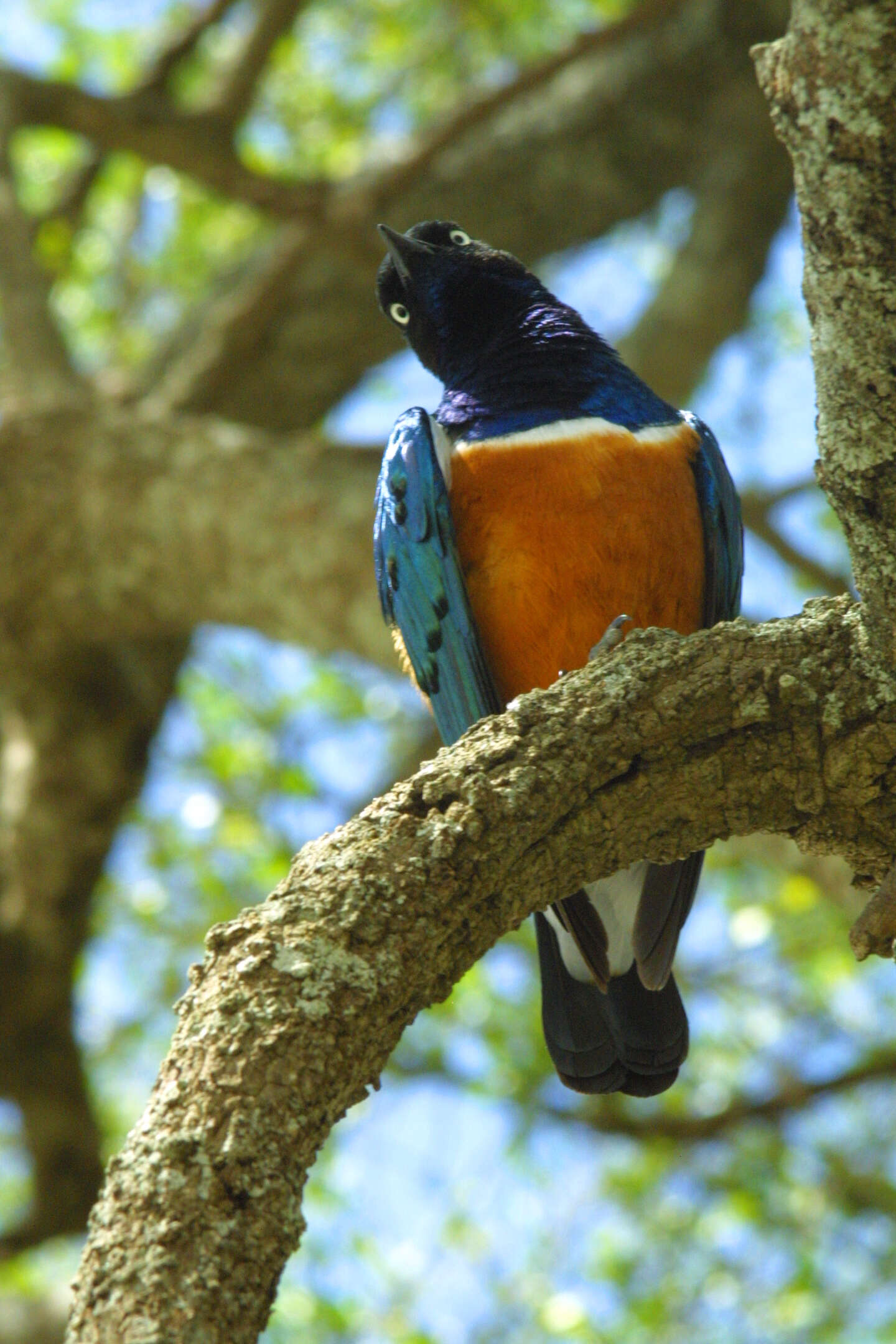 Image of Superb Starling