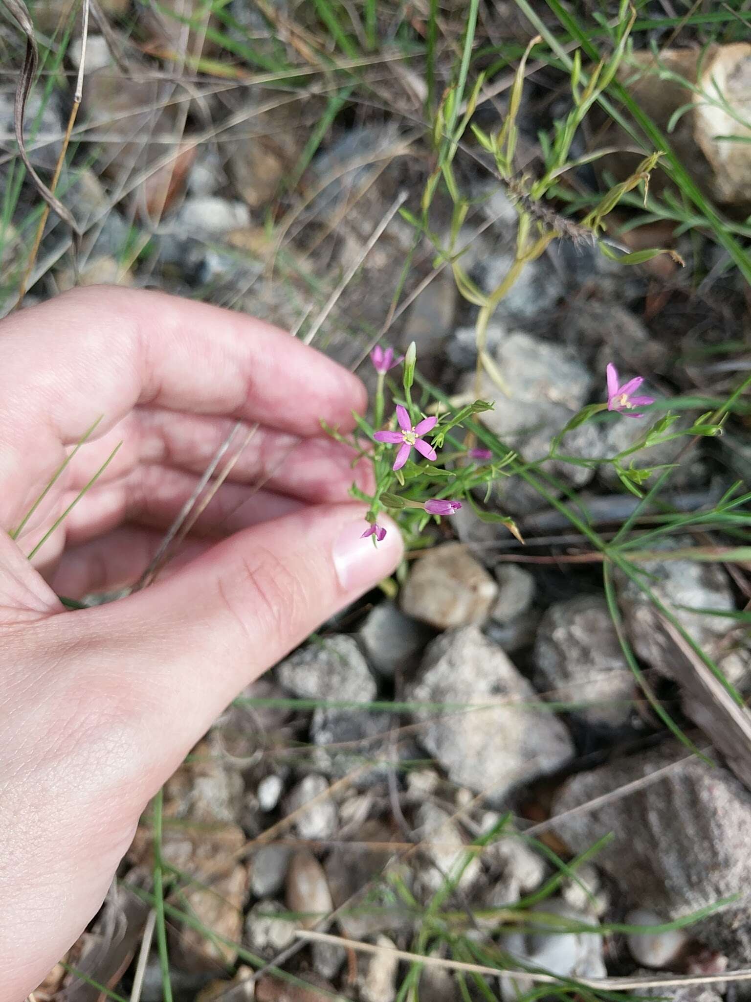 Image of Lady Bird's centaury