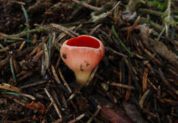 Image of scarlet cup