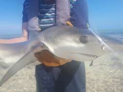 Слика од Carcharhinus cautus (Whitley 1945)