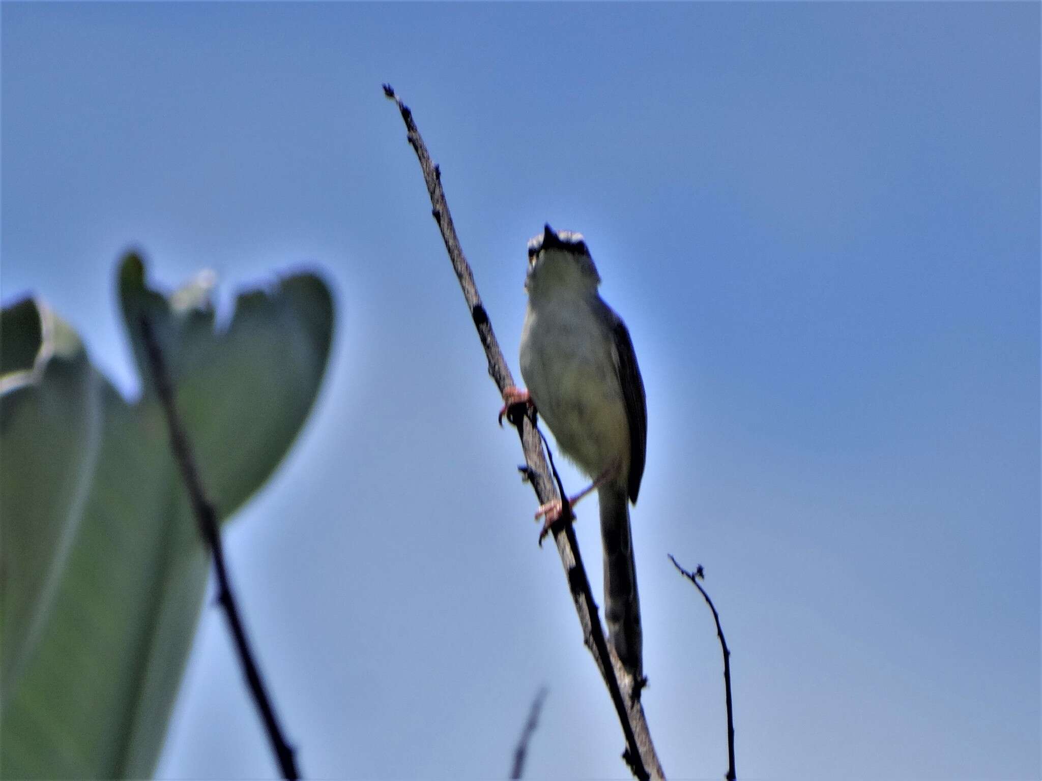 Image of Prinia subflava pondoensis Roberts 1922