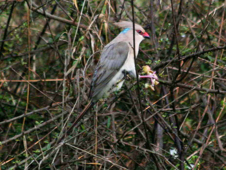 Image of Blue-naped Mousebird