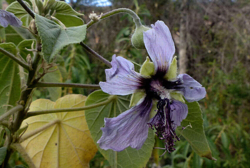 Image of Abutilon longicuspe Hochst. ex A. Rich.