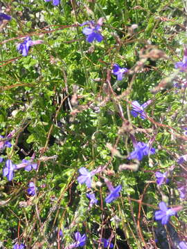 Image de Lobelia neglecta Schult.