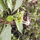 Imagem de Mexocarpus tetragonus (Donn. Sm.) Borhidi, E. Martínez & Ramos