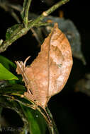 Image of Typophyllum bolivari Vignon 1925