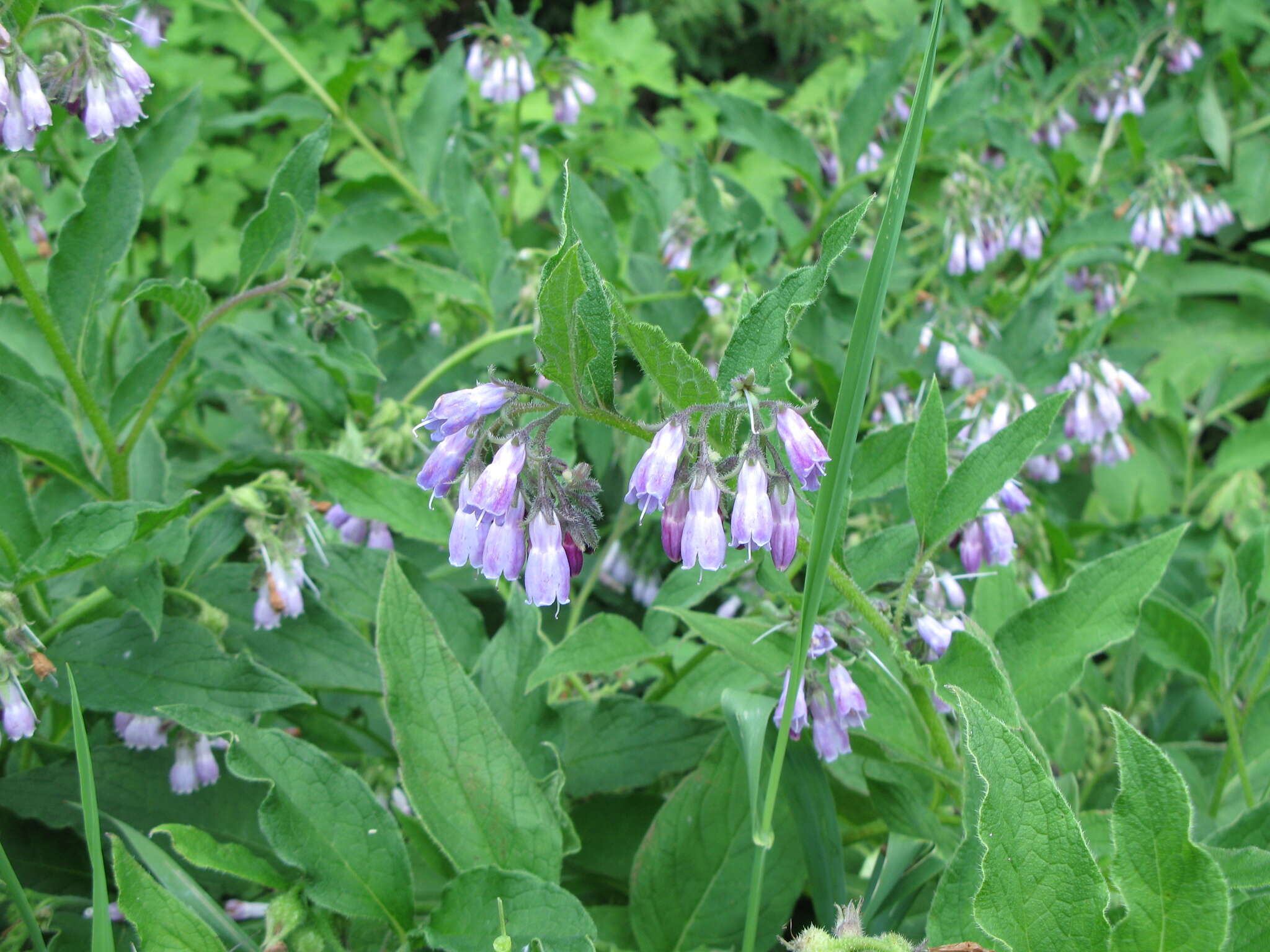 Image of comfrey