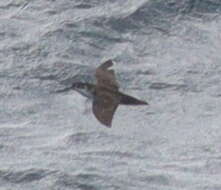 Image of Boyd's Shearwater