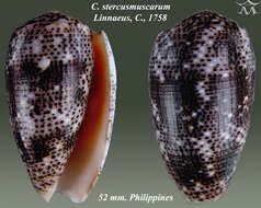 Image de Conus stercusmuscarum Linnaeus 1758