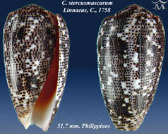 Image de Conus stercusmuscarum Linnaeus 1758