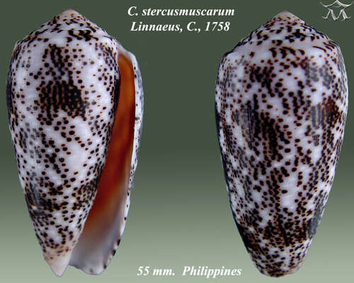 Image de Conus stercusmuscarum Linnaeus 1758