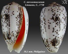 Image de Conus stercusmuscarum Linnaeus 1758