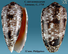 Image de Conus stercusmuscarum Linnaeus 1758