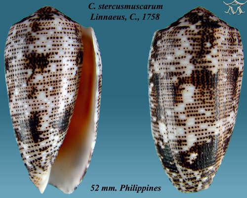 Image de Conus stercusmuscarum Linnaeus 1758