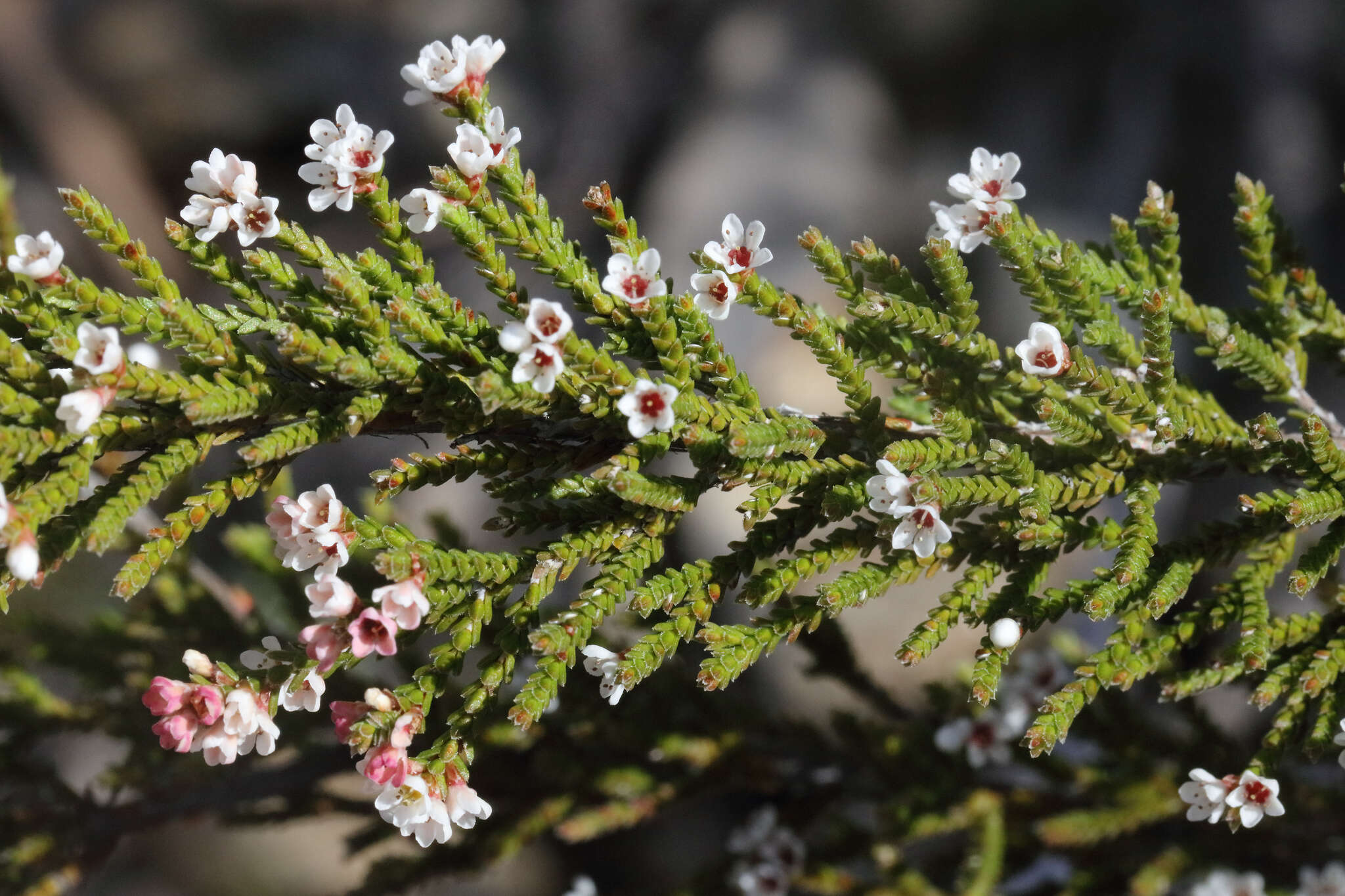 Image of Micromyrtus sessilis J. W. Green