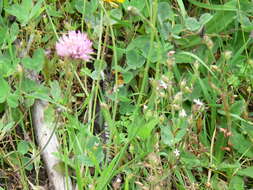 Plancia ëd Bombus hortulanus Friese 1904