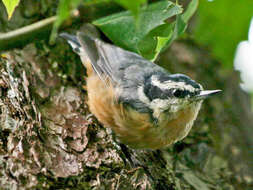 Imagem de Sitta canadensis Linnaeus 1766