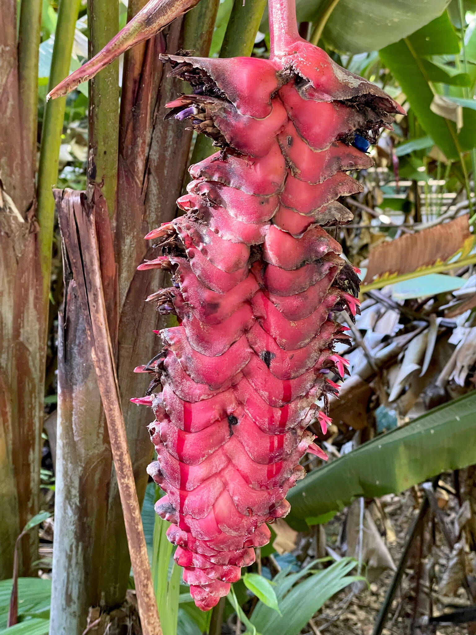 صورة Heliconia mariae Hook. fil.