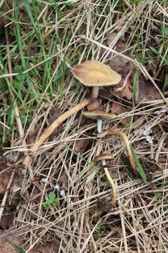 Image of Leratiomyces magnivelaris (Peck) Bridge & Spooner 2008