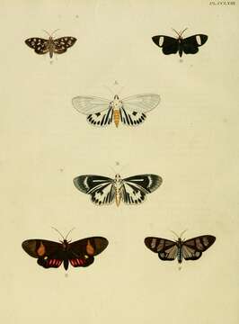 Image of Dysschema tricolor Sulzer 1776