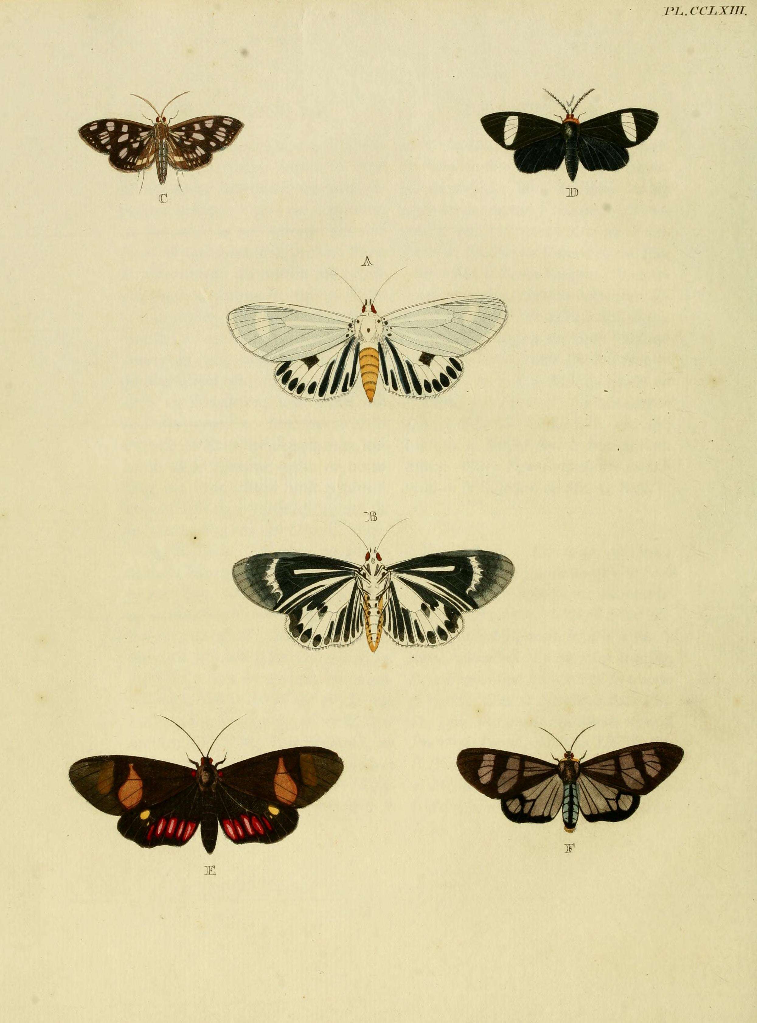 Imagem de Dysschema tricolor Sulzer 1776