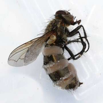 Image of Entomophthora muscae (Cohn) Fresen. 1856